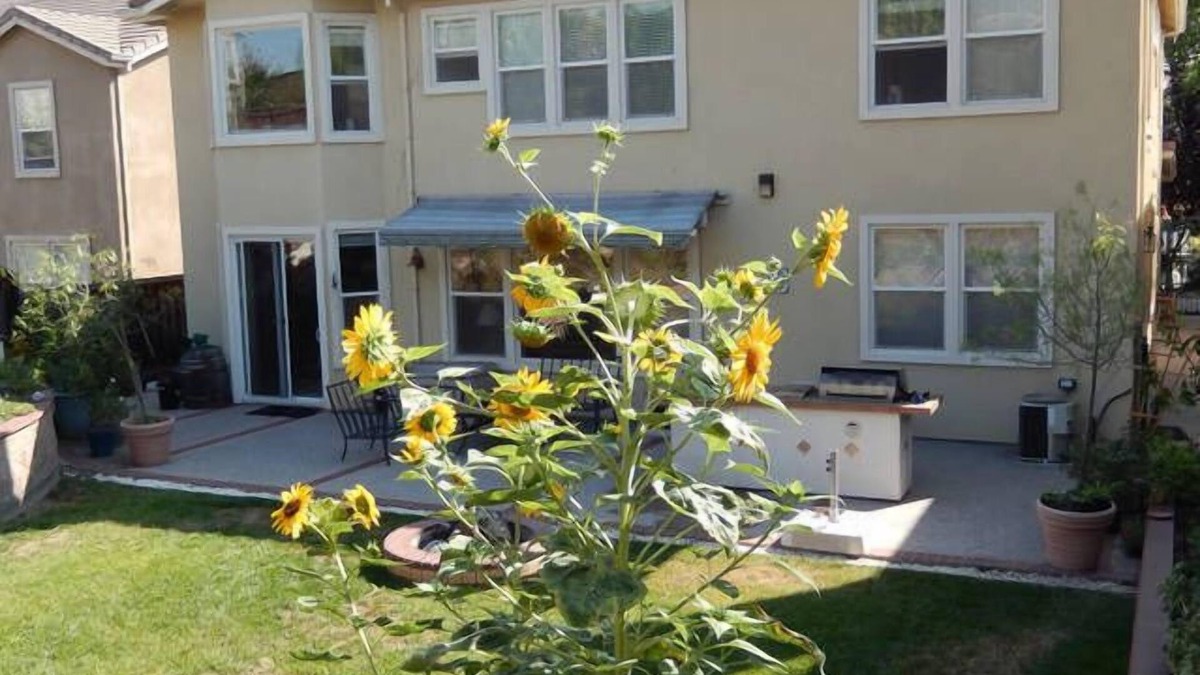 Silver Creek House | Spacious Modern Home/Big Backyard/Close to Downtown, Levis, SAP, Avaya Stadiums