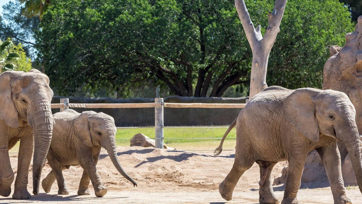 Downtown Tucson Hotel | Spend a day at Reid Park Zoo! Comfortable Accommodation in Downtown Tucson! Pool
