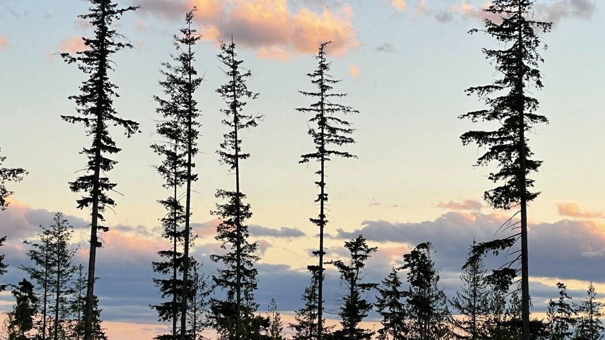 Roberts Creek Cabin | Stargazer & hikers paradise tiny house getaway on Big Sky Tiny Ranch