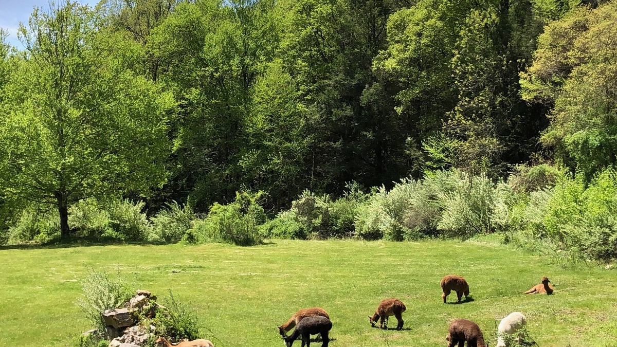 Gaylordsville House | Stay on an Alpaca Farm