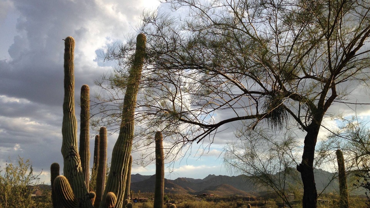 Tucson Apartment | Studio in the Saguaro Forest