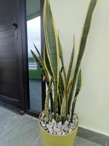 Sector 2 Apartment | Suite Amaris LC