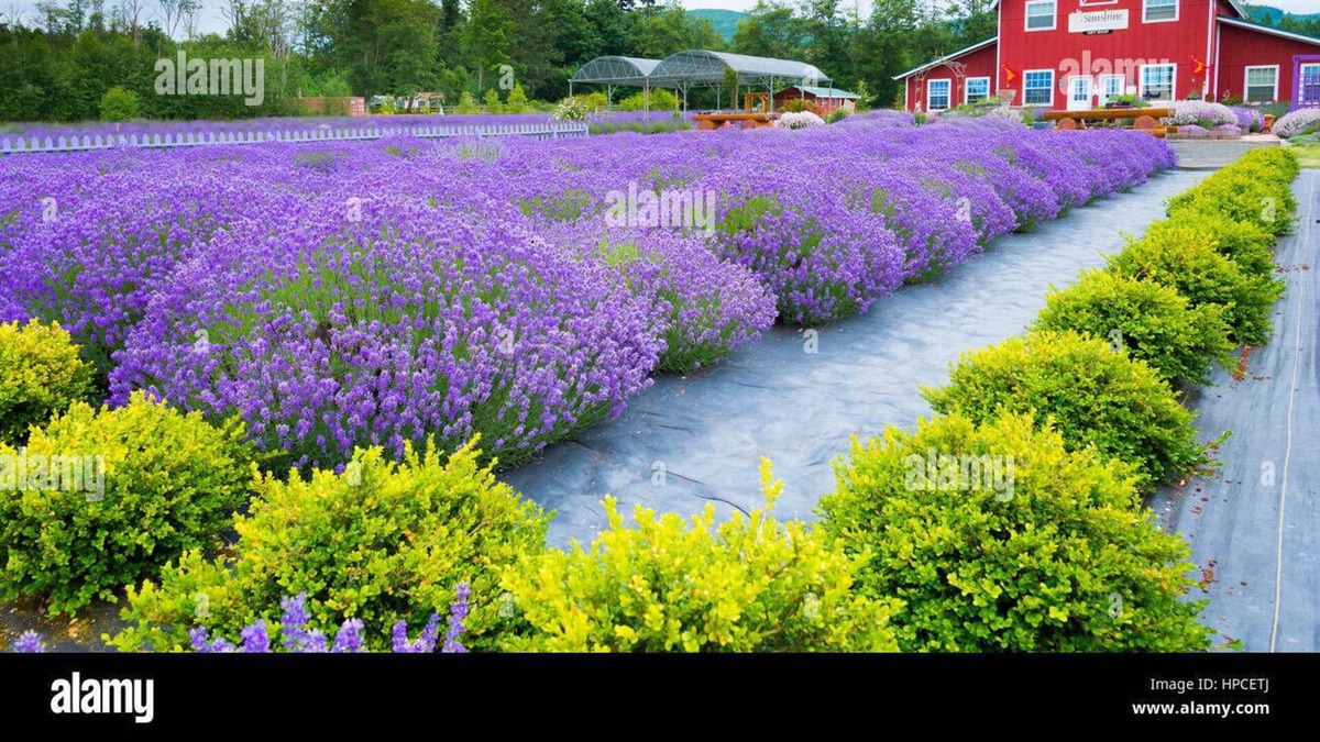 Sequim House | Sunny Sequim Get Away