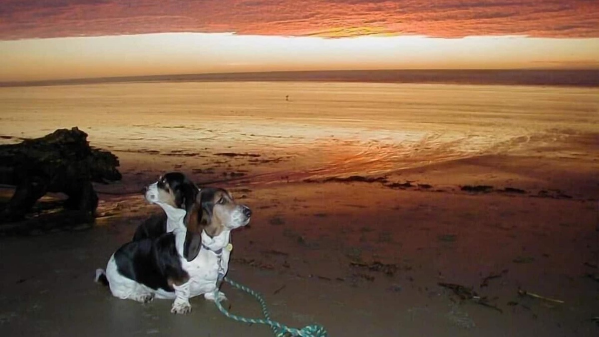 Florence House | Super close to Heceta Beach, Dog And kid Friendly, Fenced Yard 'Smugglers Cove'