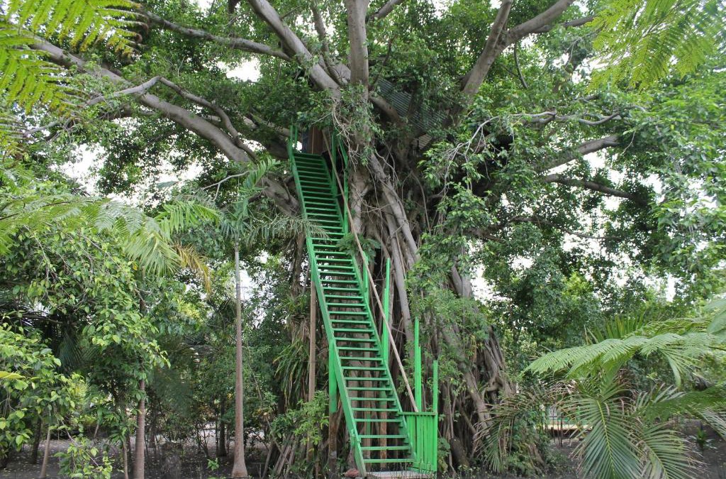 Tanna Island Cabin | Tanna Tree Top Lodge