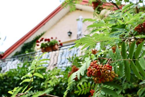 Poddabie House | Tawerna Murena