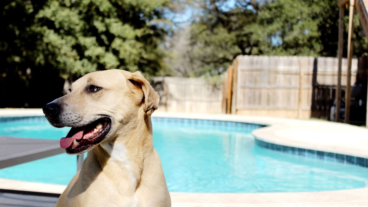 Waco House | Texas Evergreen Oasis WACO/Silos/Baylor: Pool, Spa, PingPong, Pets on 1/3 acre