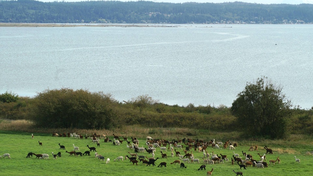 Camano Island House | The Alpaca Retreat - Luxury farm house with water view!
