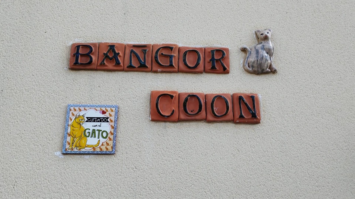 Forges Apartment | The Bangor Coon Apartment Liouba