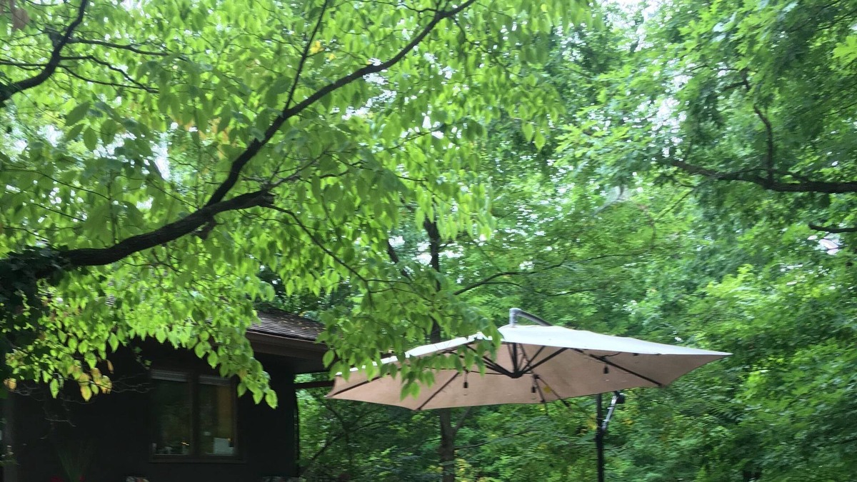 West Lafayette House | The Baumhaus (Treehouse)