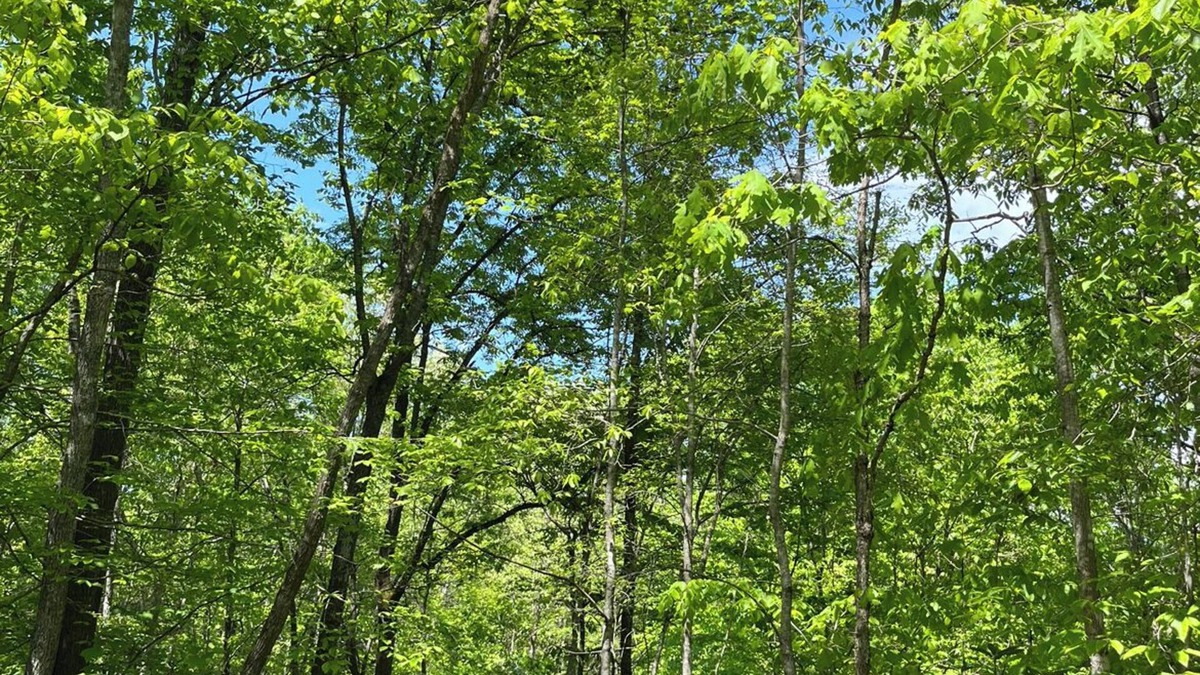 Sylva House | The BEST Pet friendly Sylva NC Mountain Retreat Near WCU and downtown❤️