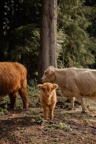 Marmot House | The Cottage at Highland Farms