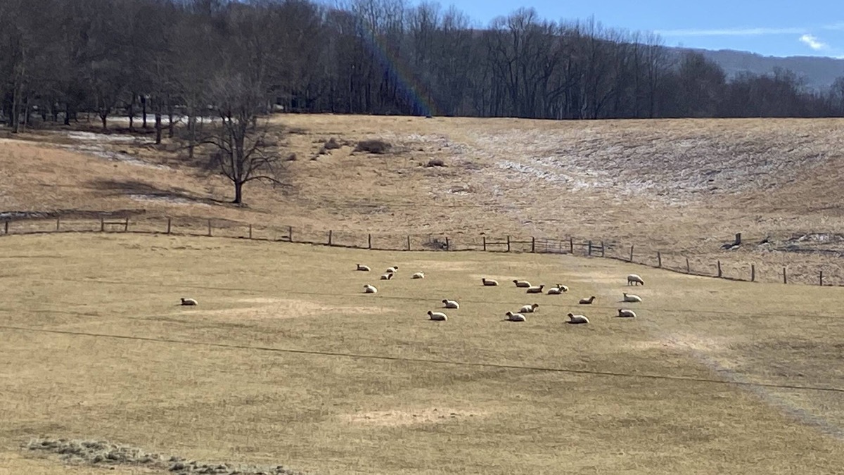 Mustoe Other | The Farm House at Lucky Loop Hollow Farm