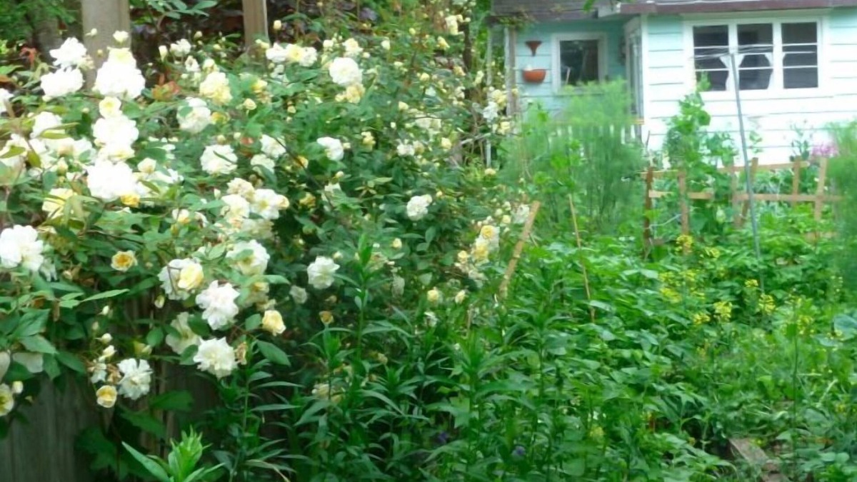 Point Roberts Cottage | The Garden Cottage.Step Back in Time - Experience Nature - with Creative Spirit