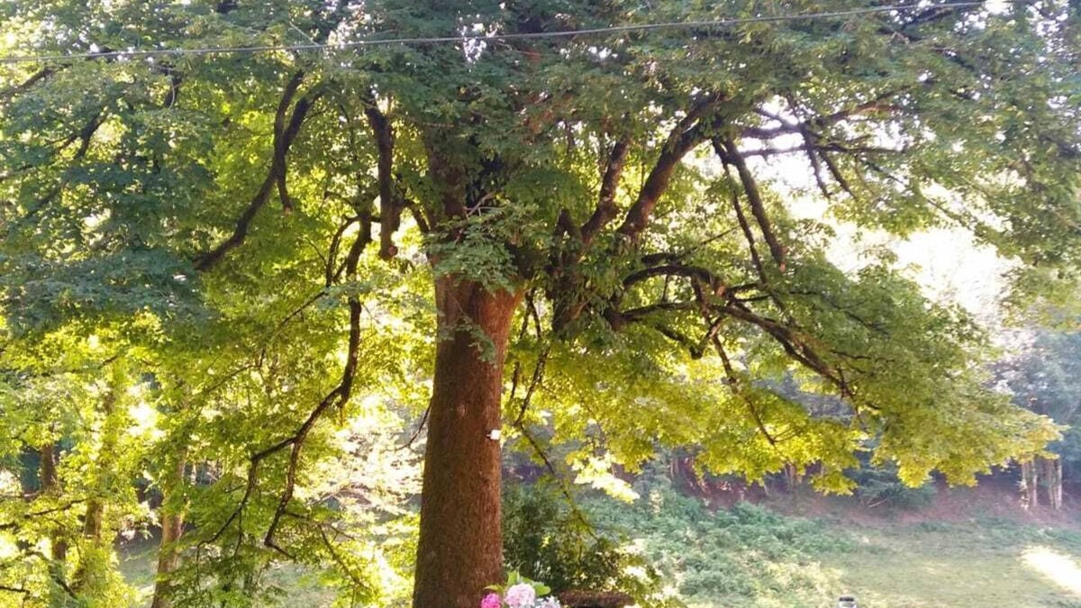 Le Bez House | The lime tree of Bressolles