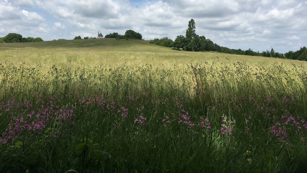 Montaigu-de-Quercy House | The "Miller's House", Ecolodge for nature lovers