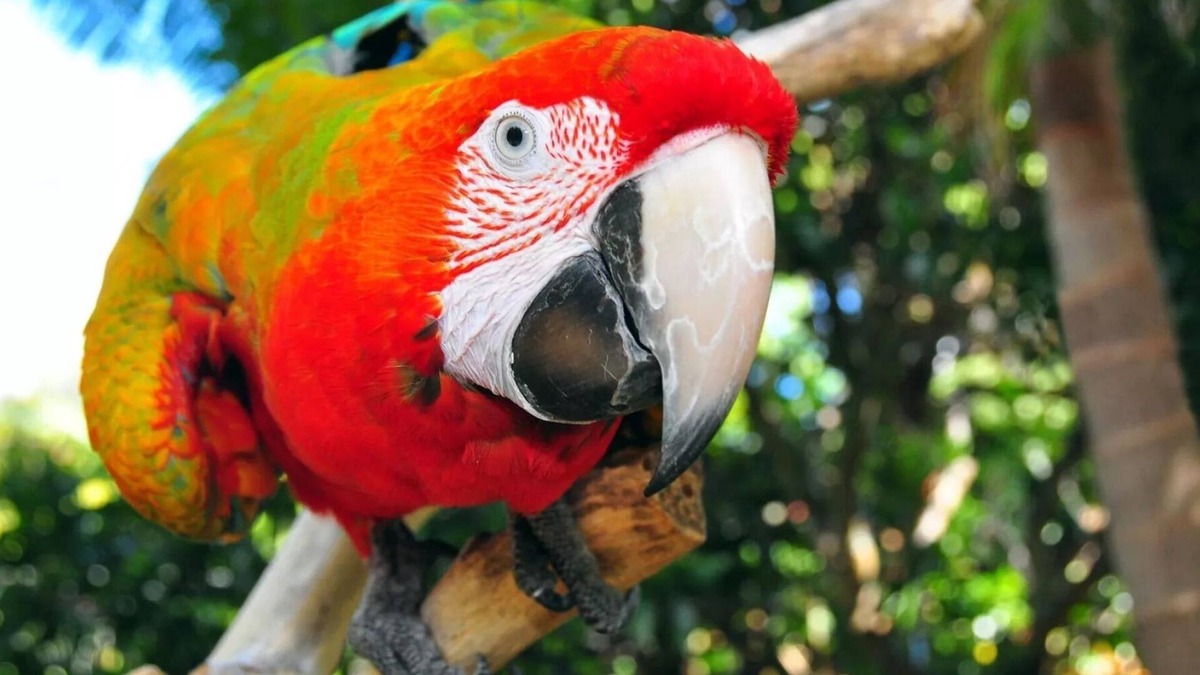 Kerikeri Apartment | The Parrot Place - The Parrots Nest