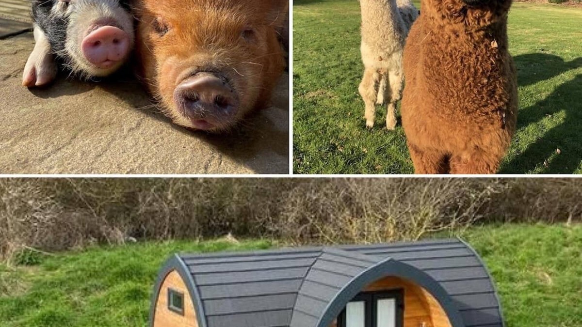 Sittingbourne Cabin | The Piggery - Glamping Pod