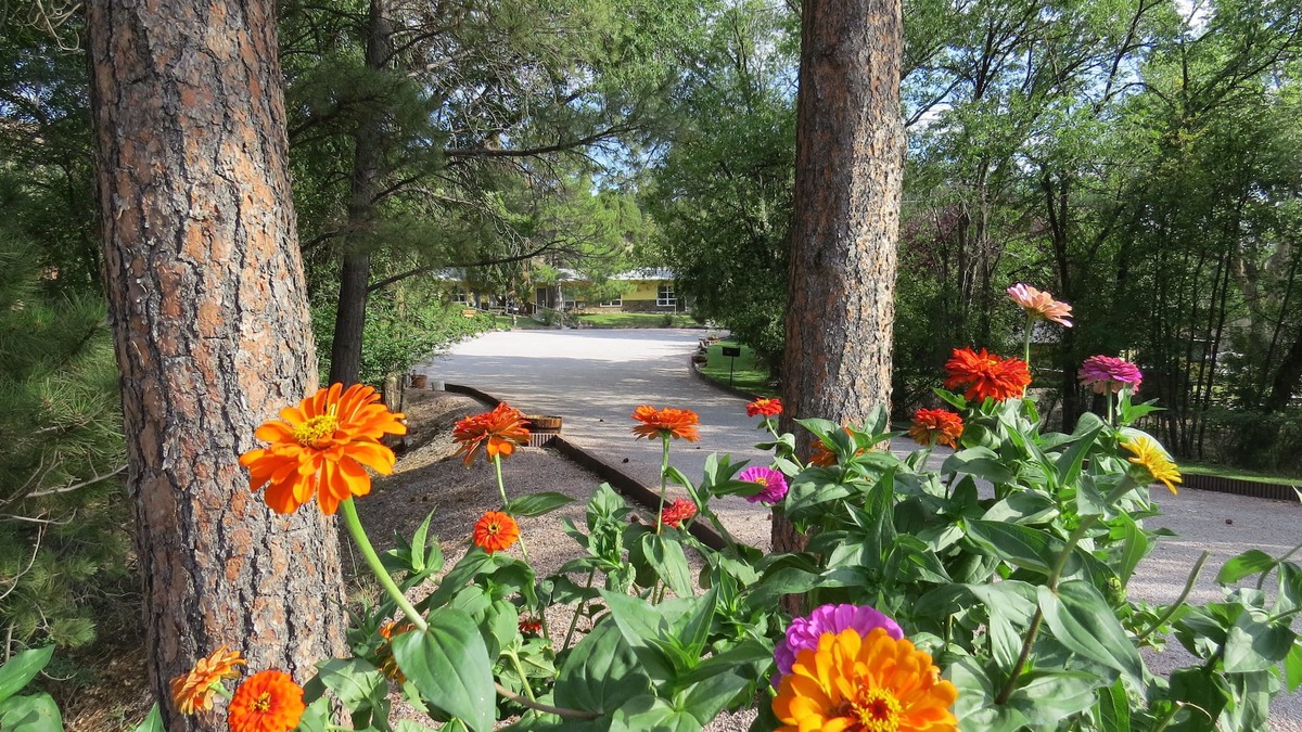 Newcastle Hotel | The Pines Country Inn