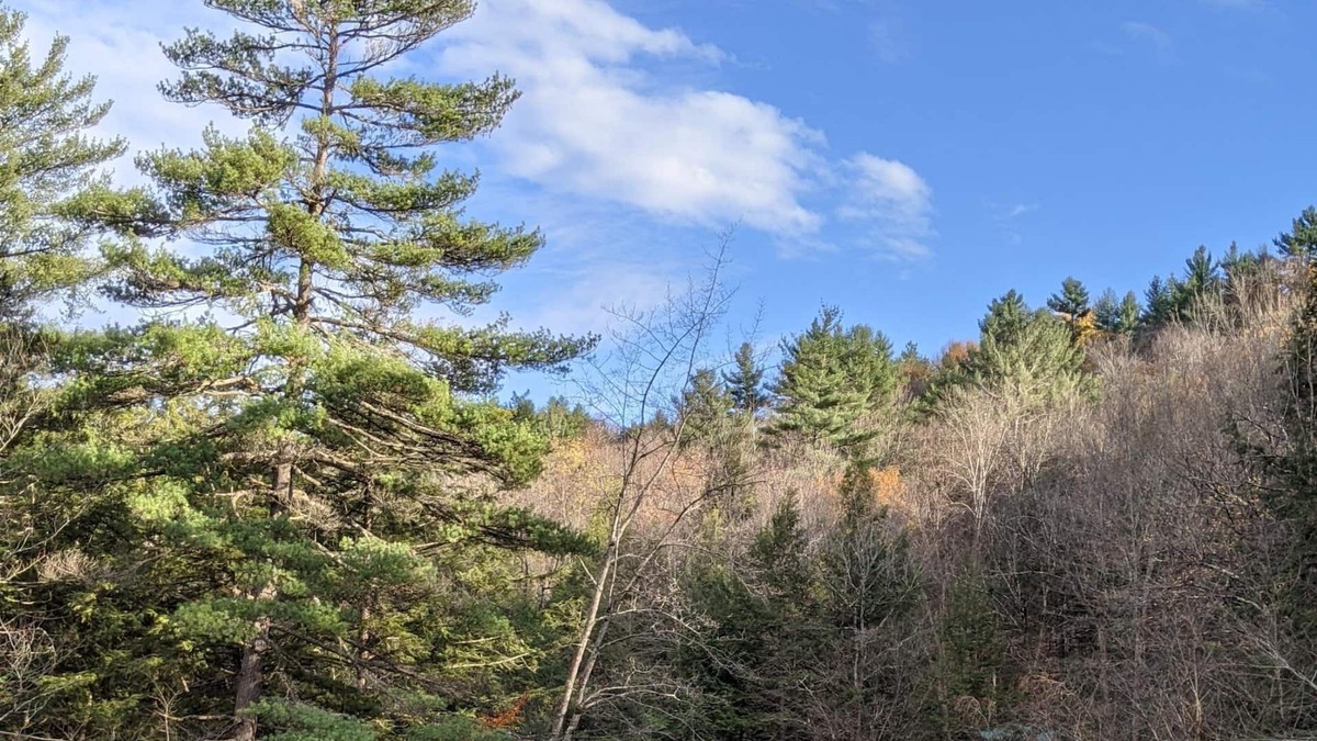 Glenfield Cabin | The River Pines