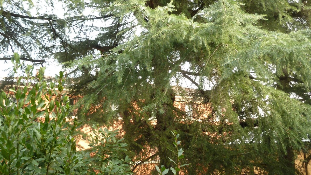 Province of Bologna Apartment | The Room on the Cedars near Airport + City Center