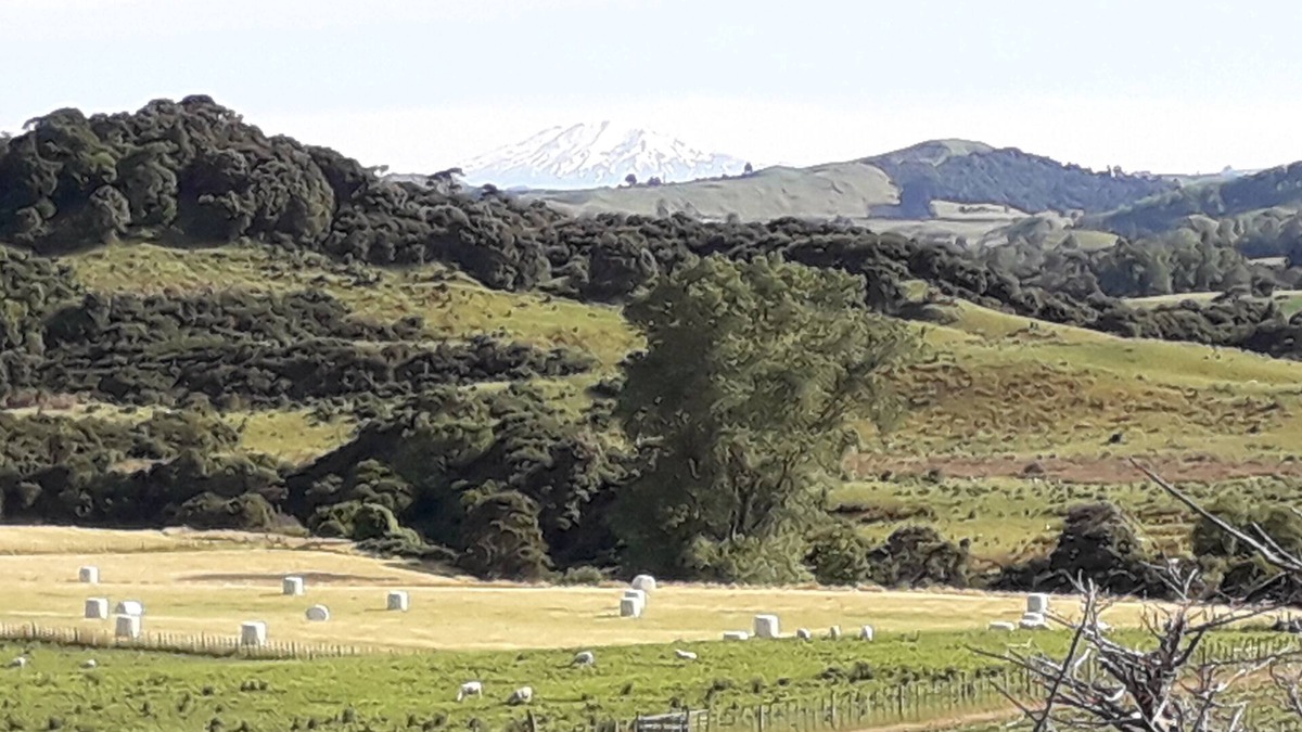 Turakina House | The sheep's retreat farmstay