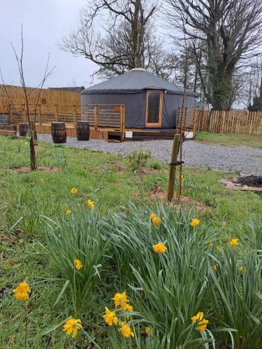 Loughrea Other | The Snowdrop