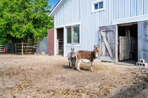 Kingsville House | The Stone House Farm Stay