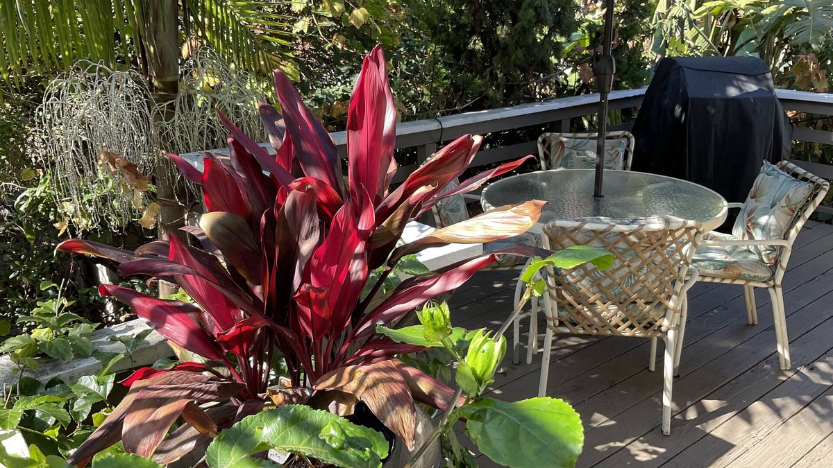 Bluff Heights House | “The Tree House” near beach, 2King beds, free parking