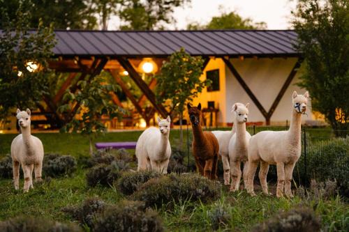 Branesti House | The Tribe Alpaca Retreat