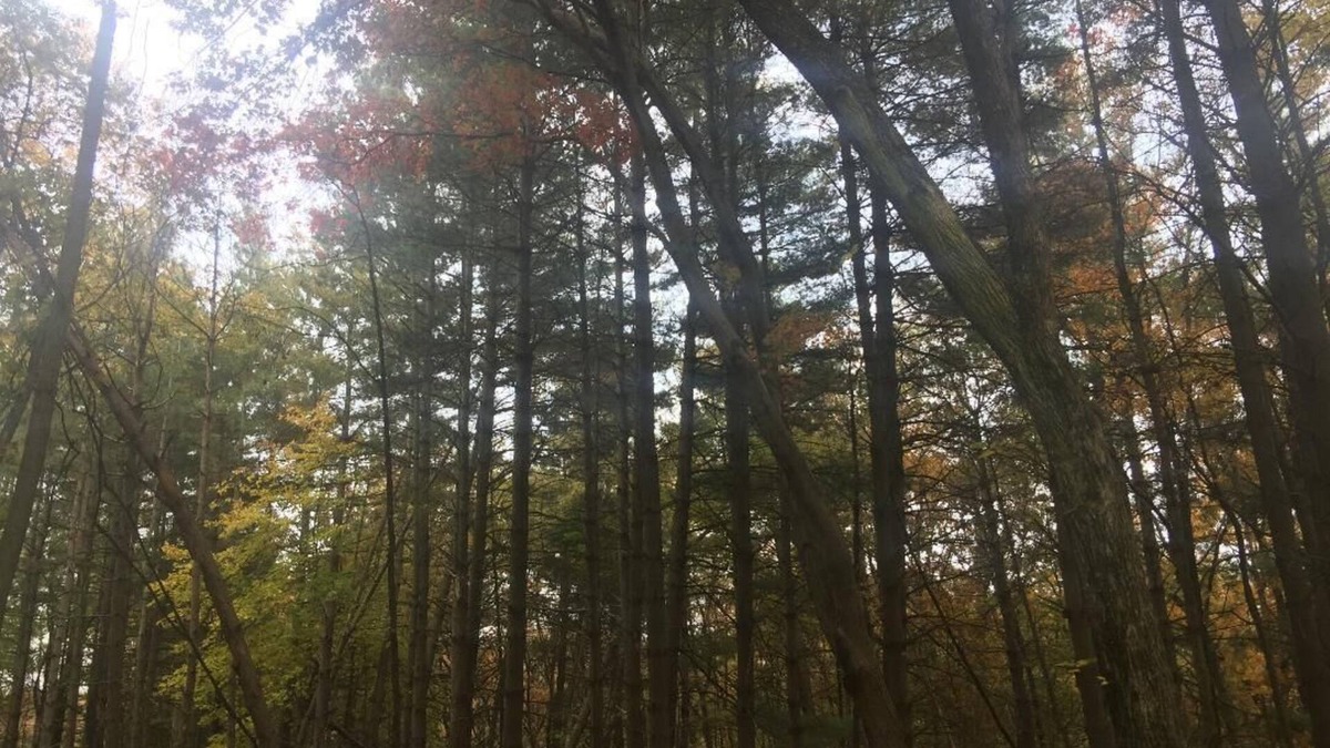 Bluford Cabin | Total Solar Eclipse April 8 2024