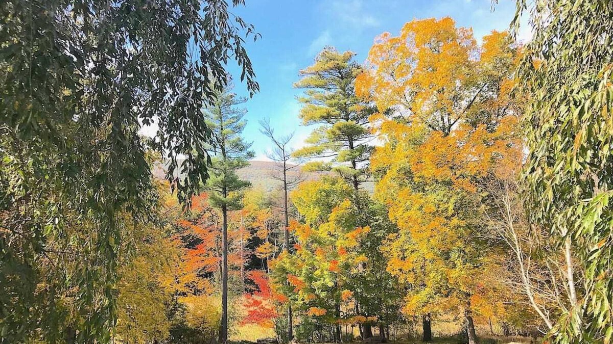 Saugerties Apartment | Tree-House Apartment in the Catskill Mountains