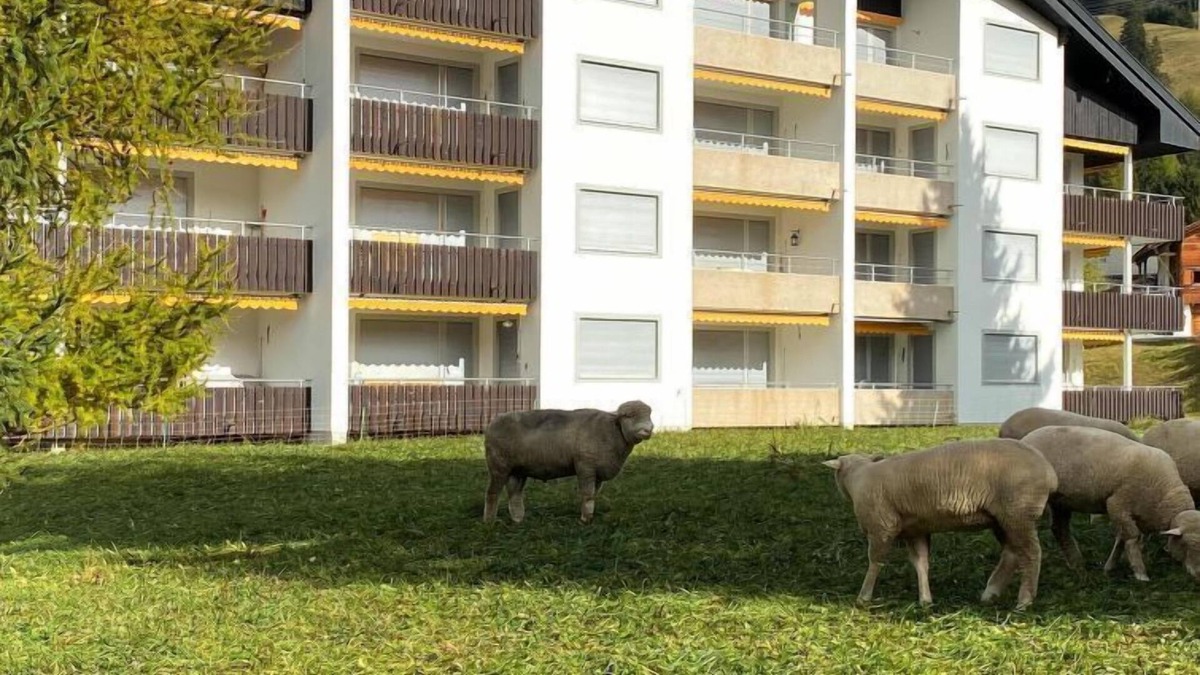 Parpan Apartment | Triangel D Sieben by Interhome