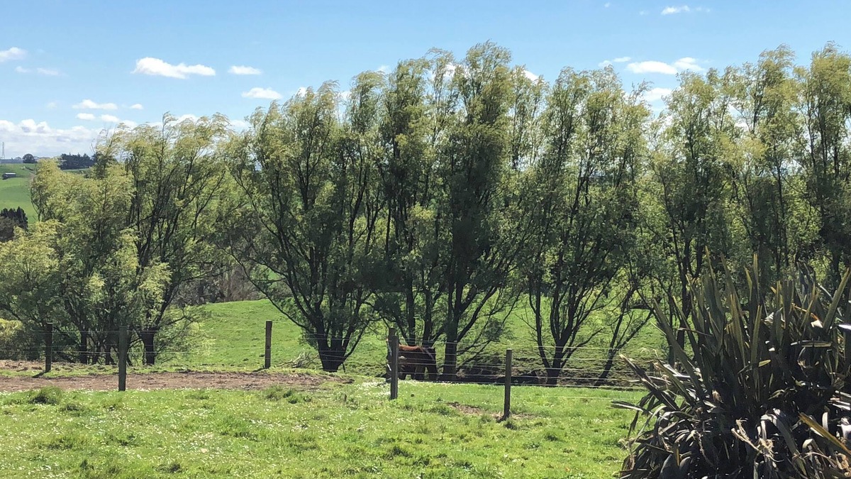 Rotowaro Cottage | Tui Cottage, a Country Retreat