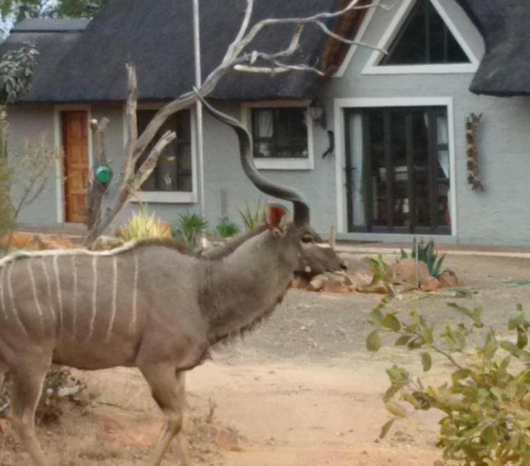 Bela-Bela House | Twenty Four Mabalingwe Nature Reserve