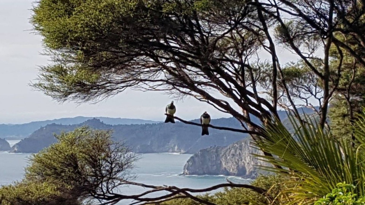 Tuateawa Cabin | ~ TWO IN THE BUSH ~