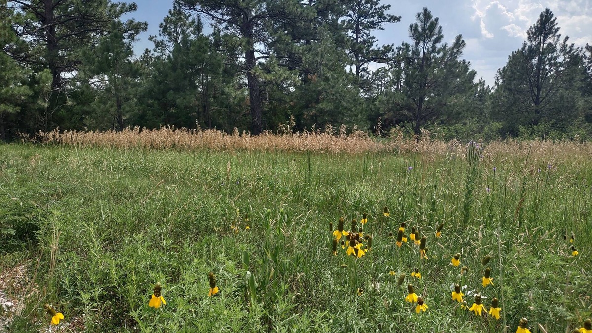 Rosebud Cabin | Two rustic cabins nestled within Rosebud Sicangu Lakota Oyate ponderosa forest.