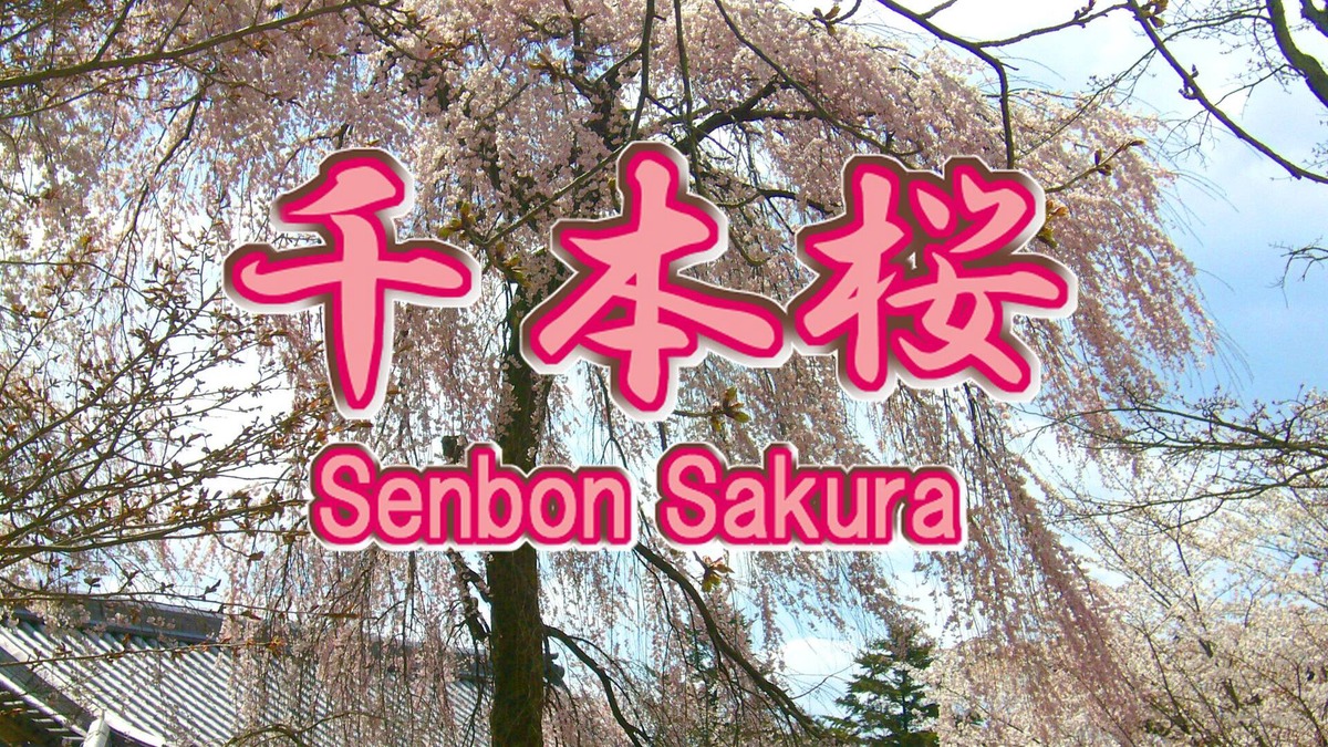 Uji House | Uji "Senbonzakura" Cheap Plan
