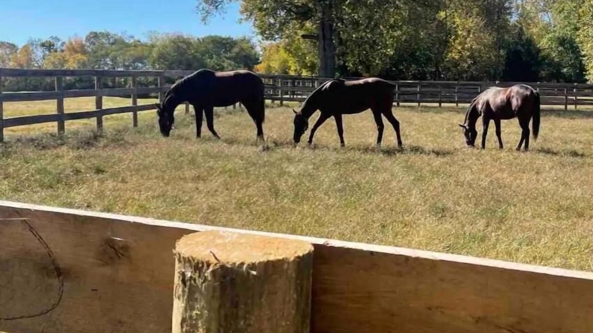 Lexington House | Unbeatable Location: Trackside Farm at Keeneland