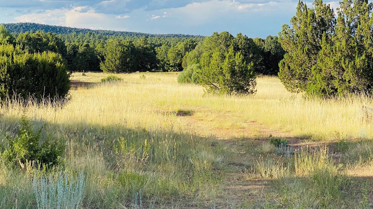 Walsenburg RV Rental | Under The Stars Colorado campground. 420. Bring Your TENTS! Lots of trees.