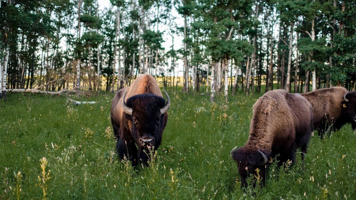 Calgary-Edmonton Corridor Cabin | Unique western style cabin surrounded by nature in a bison pasture 🦬