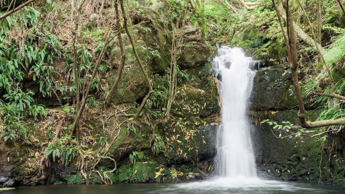 Little River Cottage | Unwind and relax amongst stunning native bush