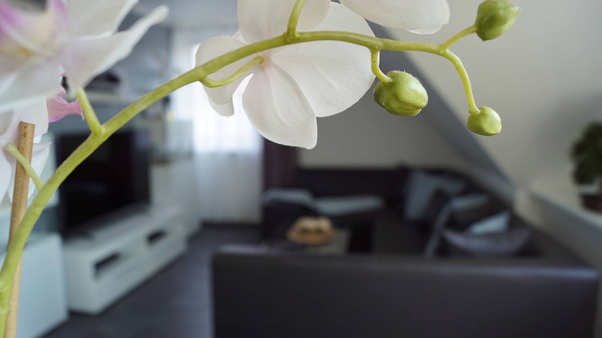 Lotte Apartment | Vacation apartment/apartment for 2 guests with 54m² in Osnabrück (149593)