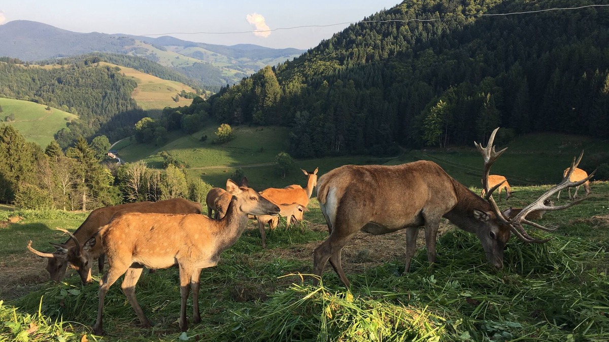 Mittelheubronn Apartment | Vacations in the Black Forest at Belchen