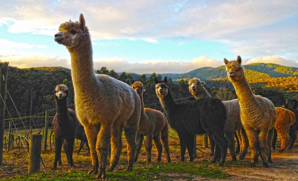 Healesville House | Valley Farm Vineyard Villas