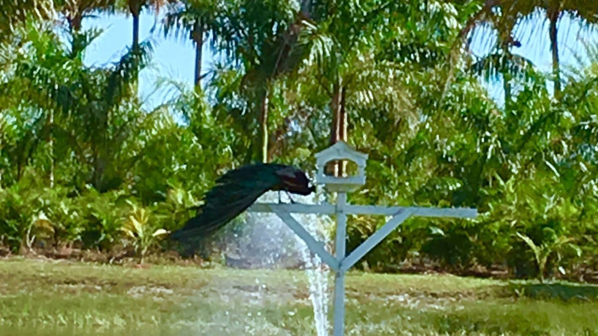 Bokeelia House | Very private, 3 decks, a pond with many birds. Island living, access to mainland