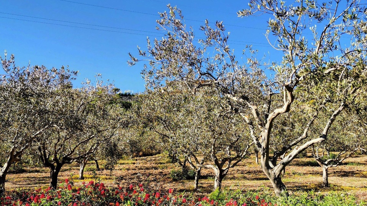 Racalmuto Bed & Breakfast | Villa Alessi