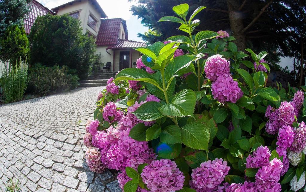 Zielona Gora House | Villa Jaśmin