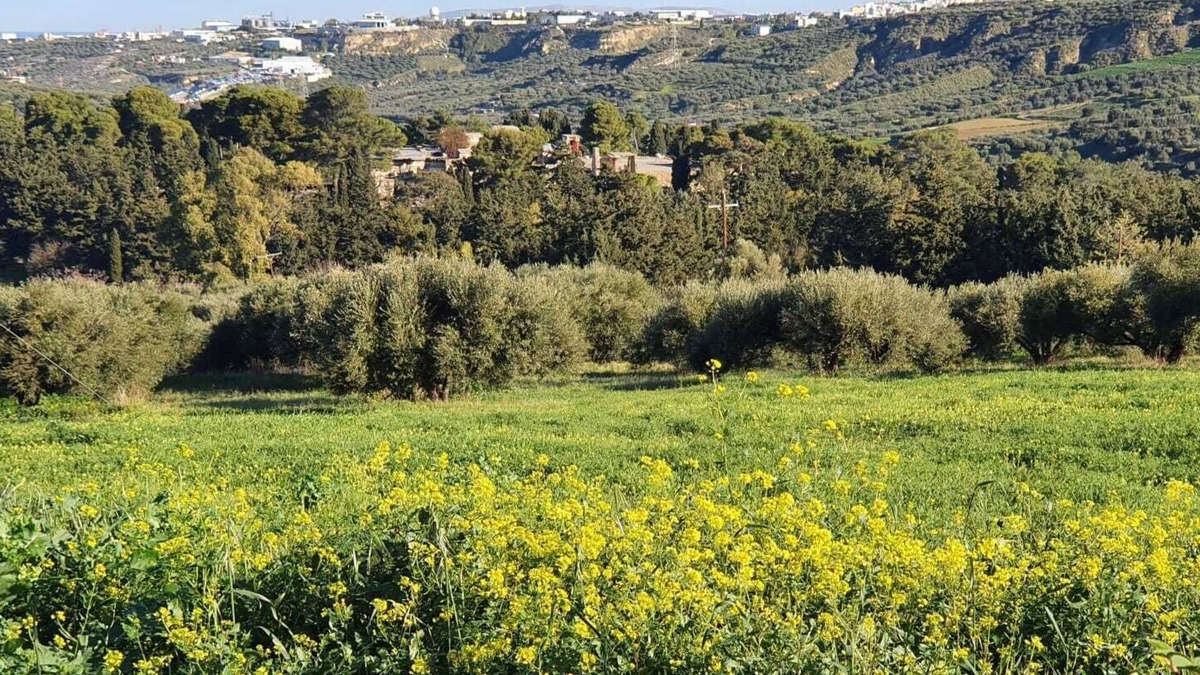 Knosos Villa | Villa Phyllia, a property with history - fifteen minutes from Iraklion airport.