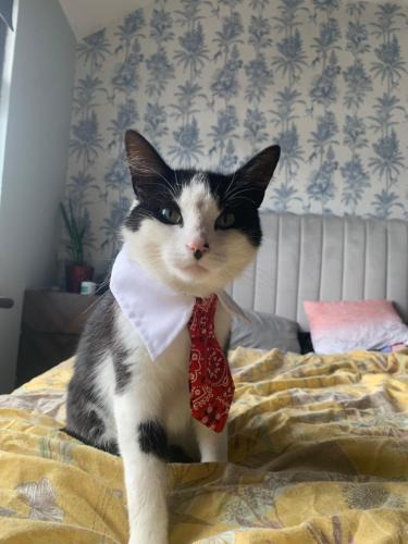 Dublin House | wake up with 2 cats on your face